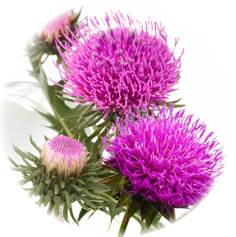 水(shuǐ)飛(fēi)薊賓共晶