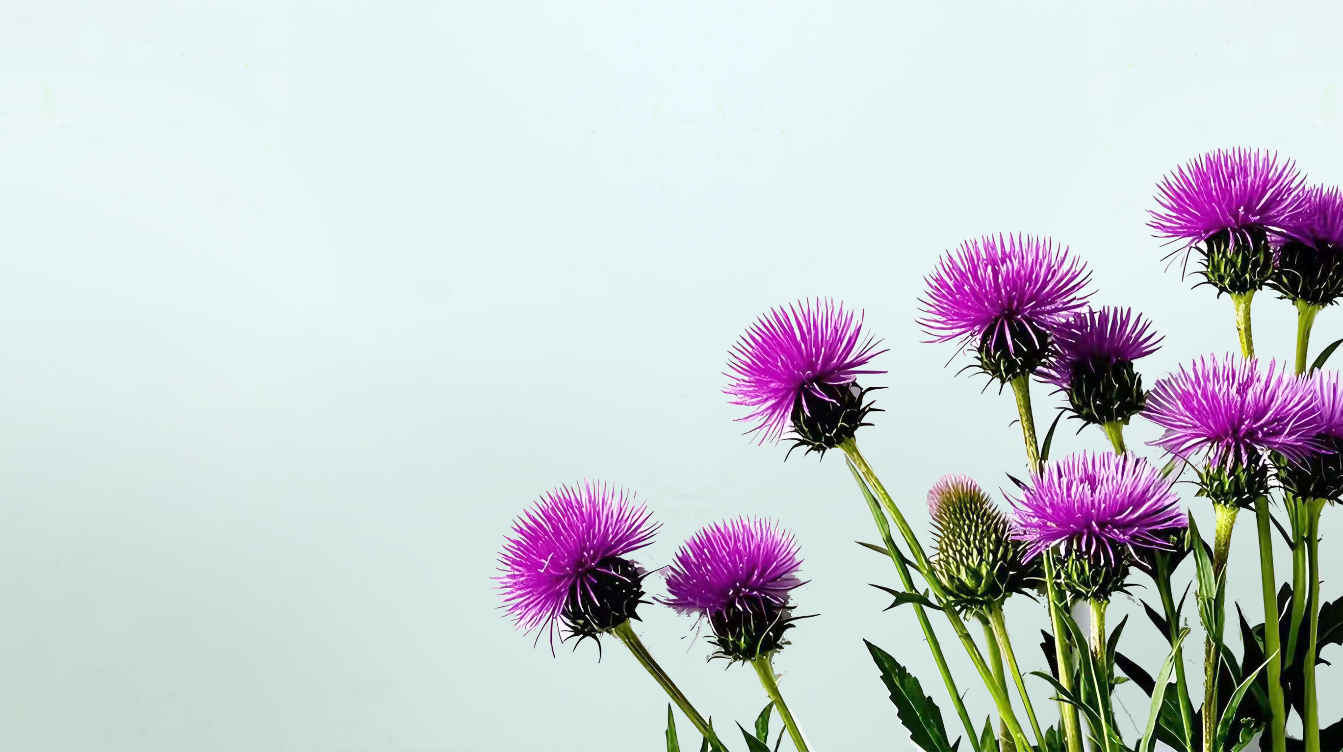 守護肝髒健康，水(shuǐ)飛(fēi)薊賓共晶——您的(de)自(zì)然之選