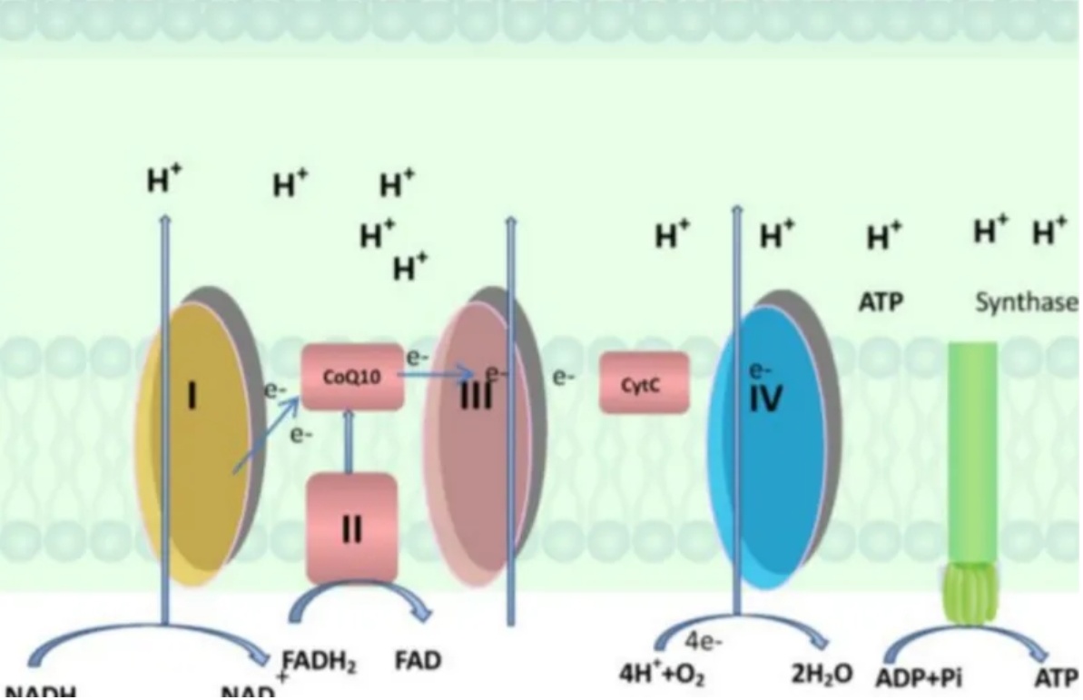 新一(yī)代輔酶Q10：還(hái)原型輔酶Q10共晶是(shì)補充輔酶Q10的(de)首選